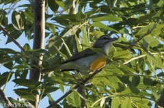 Vireo altiloquus