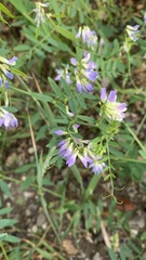 Vicia biennis