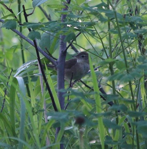 Gray's Grasshopper Warbler (Helopsaltes fasciolatus)
