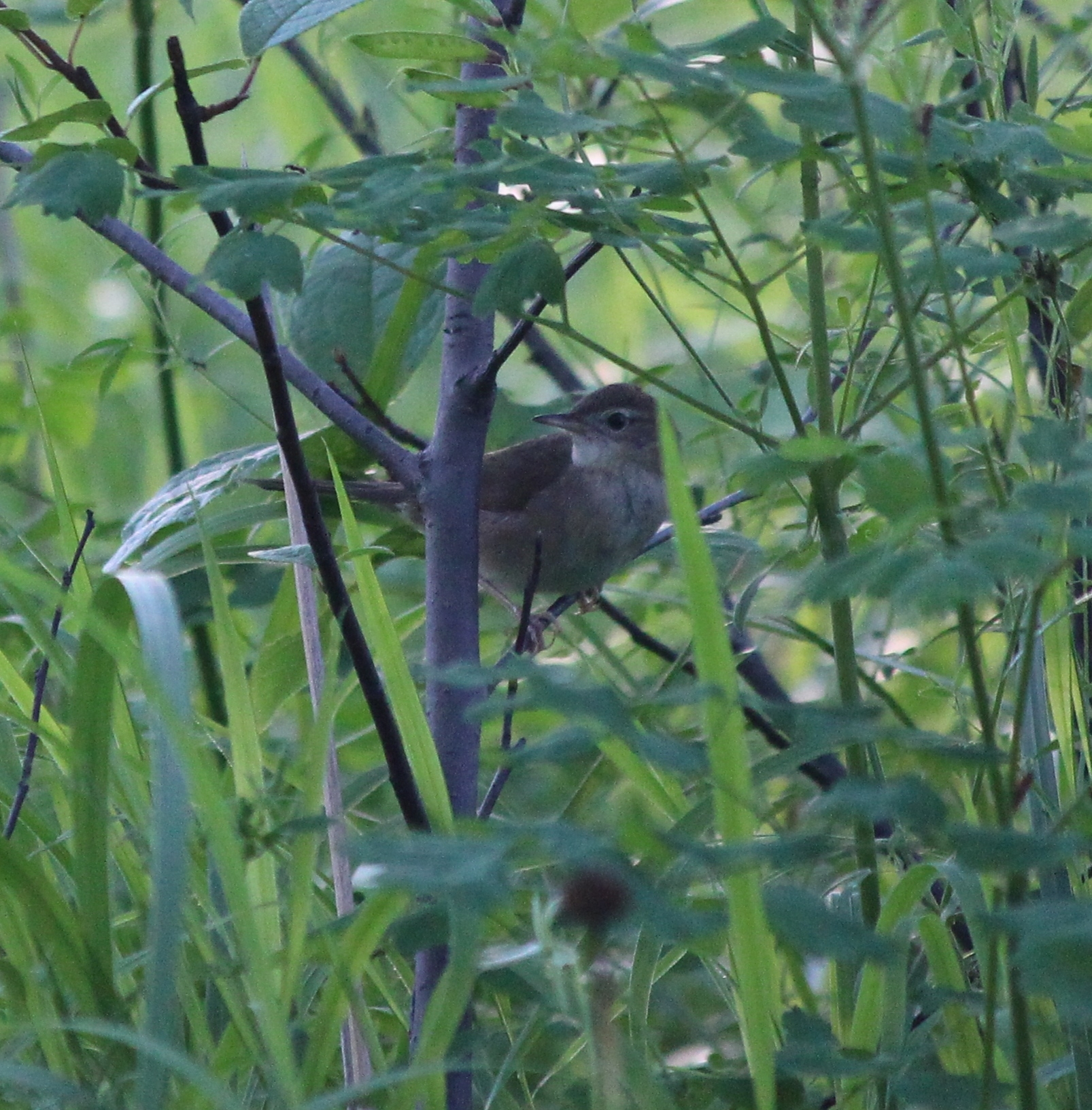 Gray's Grasshopper Warbler