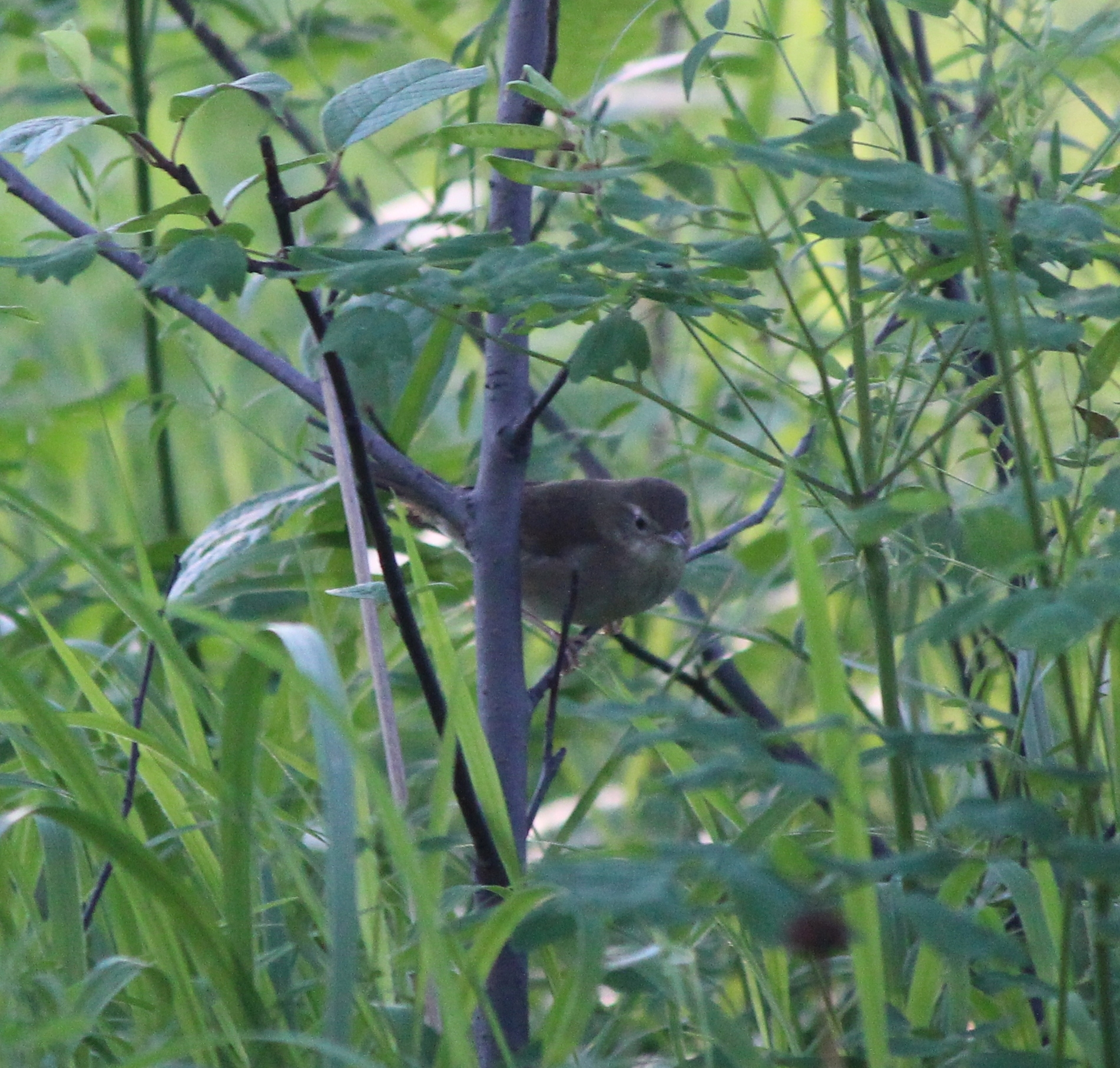 Gray's Grasshopper Warbler