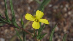 Camissonia strigulosa