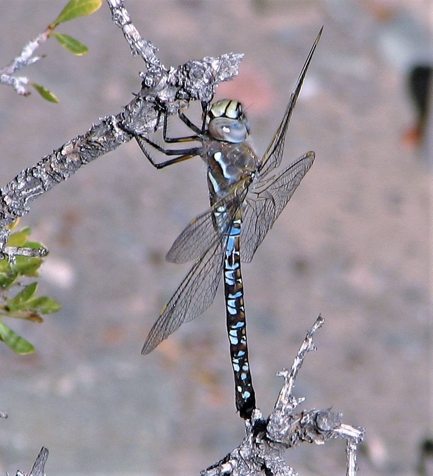 Rhionaeschna variegata