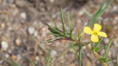 Camissonia strigulosa