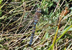 Rhionaeschna absoluta