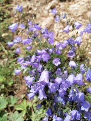 Campanula cochleariifolia