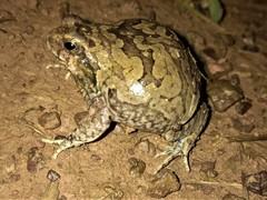 Physalaemus nattereri