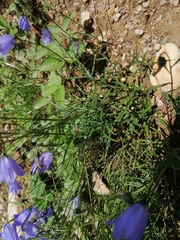 Campanula cochleariifolia