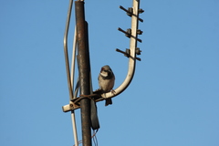 Passer domesticus