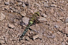 Rhionaeschna diffinis