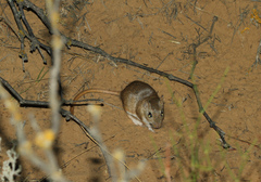 Meriones tamariscinus