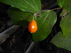 Prosartes smithii