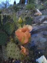 Opuntia cacanapa