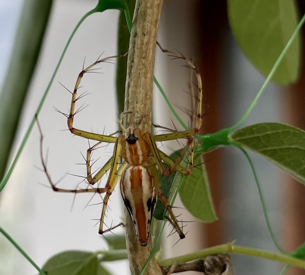 Oxyopes bharatae