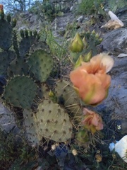 Opuntia cacanapa