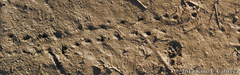 Batrachoseps attenuatus