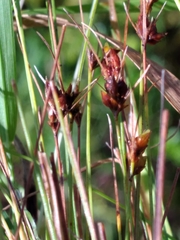 Rhynchospora wrightiana