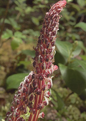 Allotropa virgata