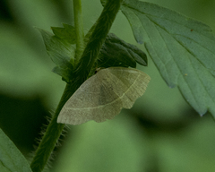 Trisateles emortualis