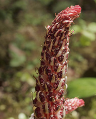 Allotropa virgata