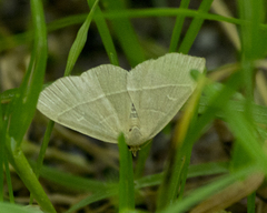 Trisateles emortualis