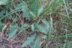 Solanum prinophyllum
