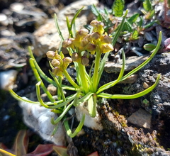 Chamorchis alpina