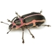 Sesbania Clown Weevil - Photo (c) Mike Quinn, Austin, TX, some rights reserved (CC BY-NC), uploaded by Mike Quinn, Austin, TX