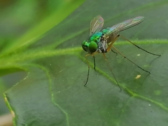 Dolichopodidae