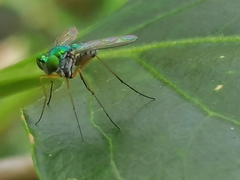Dolichopodidae