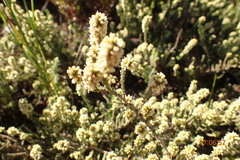 Ifloga repens