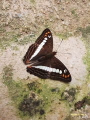 Adelpha alala