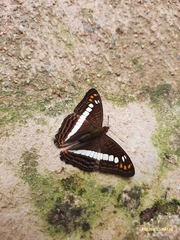 Adelpha alala
