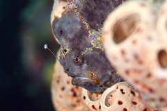 Antennarius multiocellatus