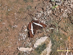 Adelpha alala