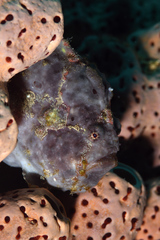 Antennarius multiocellatus