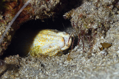 Myrichthys breviceps