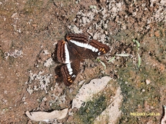 Adelpha alala