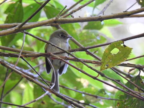 Serra do Mar Bristle Tyrant (Pogonotriccus difficilis), photo 3
