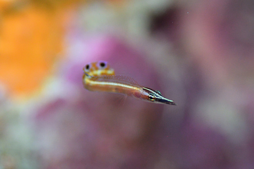 Arrow blenny (Lucayablennius zingaro) — Chaenopsidae — 5