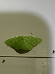 Tanaoctenia haliaria