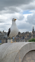Larus fuscus