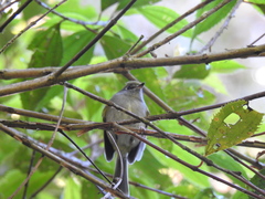 Pogonotriccus difficilis