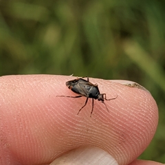 Deraeocoris flavilinea