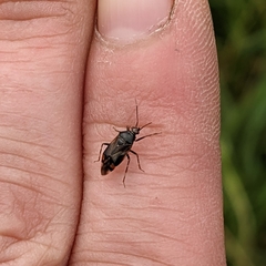 Deraeocoris flavilinea