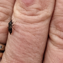 Deraeocoris flavilinea