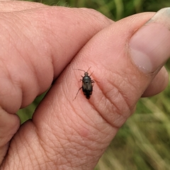 Deraeocoris flavilinea