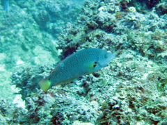 Halichoeres melanochir