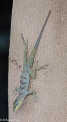 Anolis roquet salinei