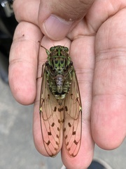 Tanna infuscata